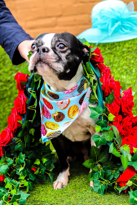 pug-wearing-a-bandana-around-his-neck